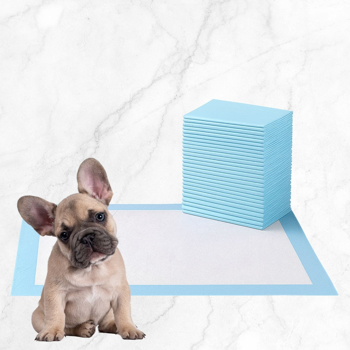 Light blue puppy pee pad with stack beside a sitting French bulldog