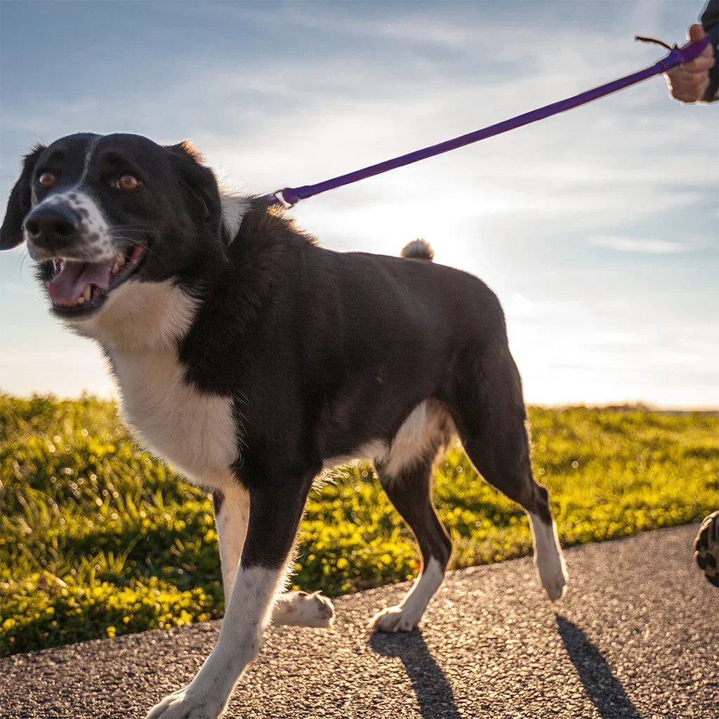 Dog wearing a purple no-pull leash, connected to a hand-held lead.