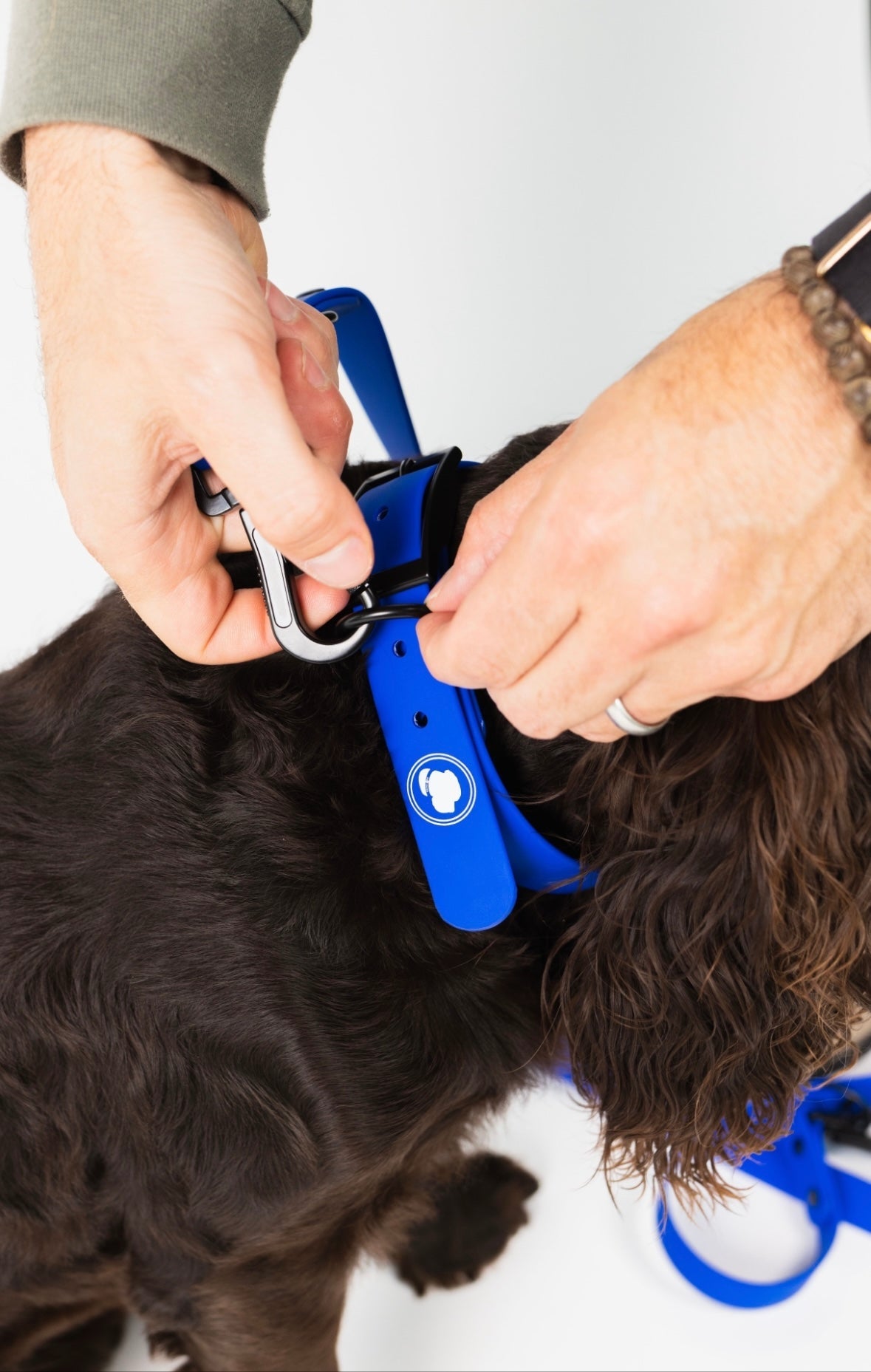 Royal blue dog collar buckle being secured on a dark fur dog