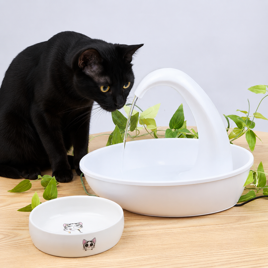 Why Onyx the Cat Loves His Cat Water Fountain