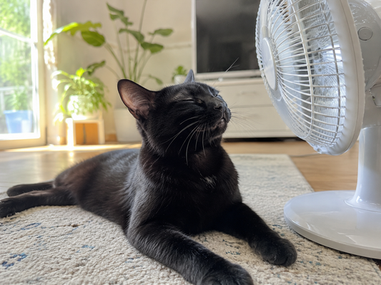 How to Keep Cats Cool in Summer