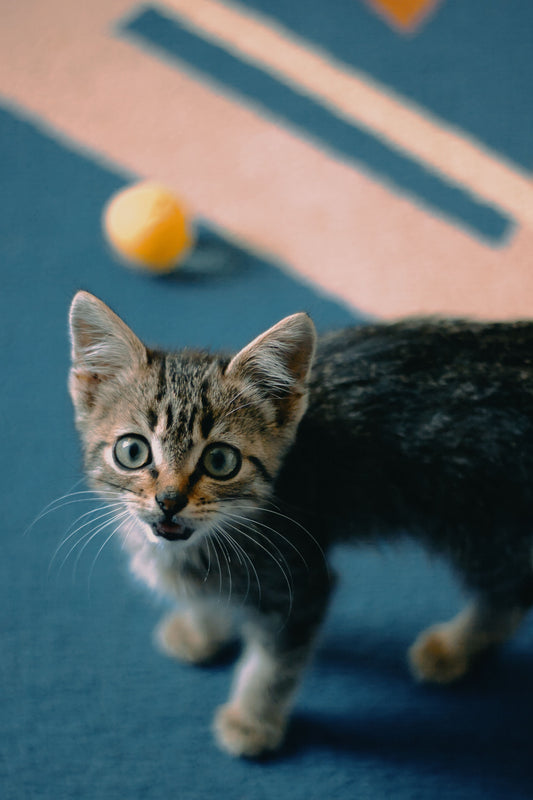 Adopt a Pet Fees Waived Through the Month of June, 2026 - Placer SPCA
