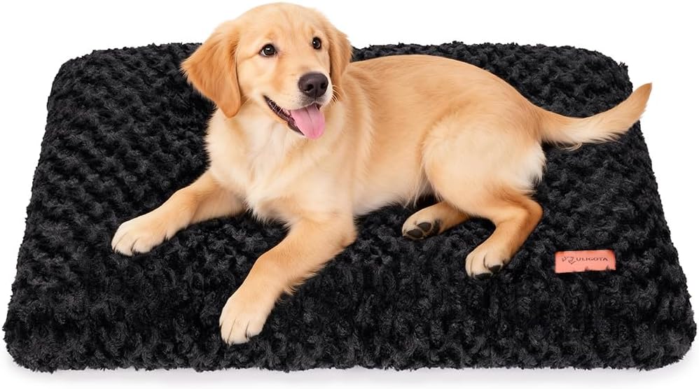 Pet Beds & Comfort