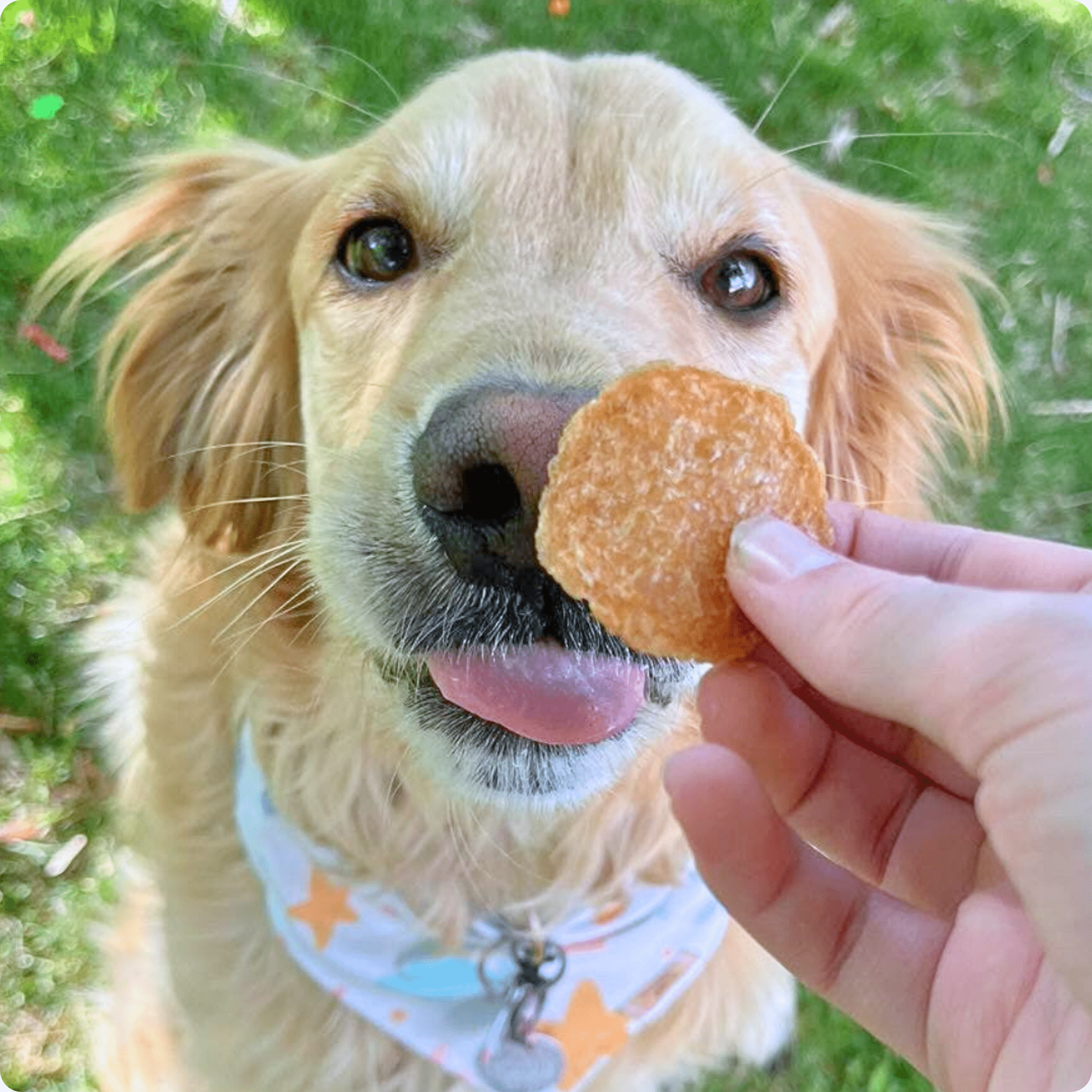 Dog Essentials
