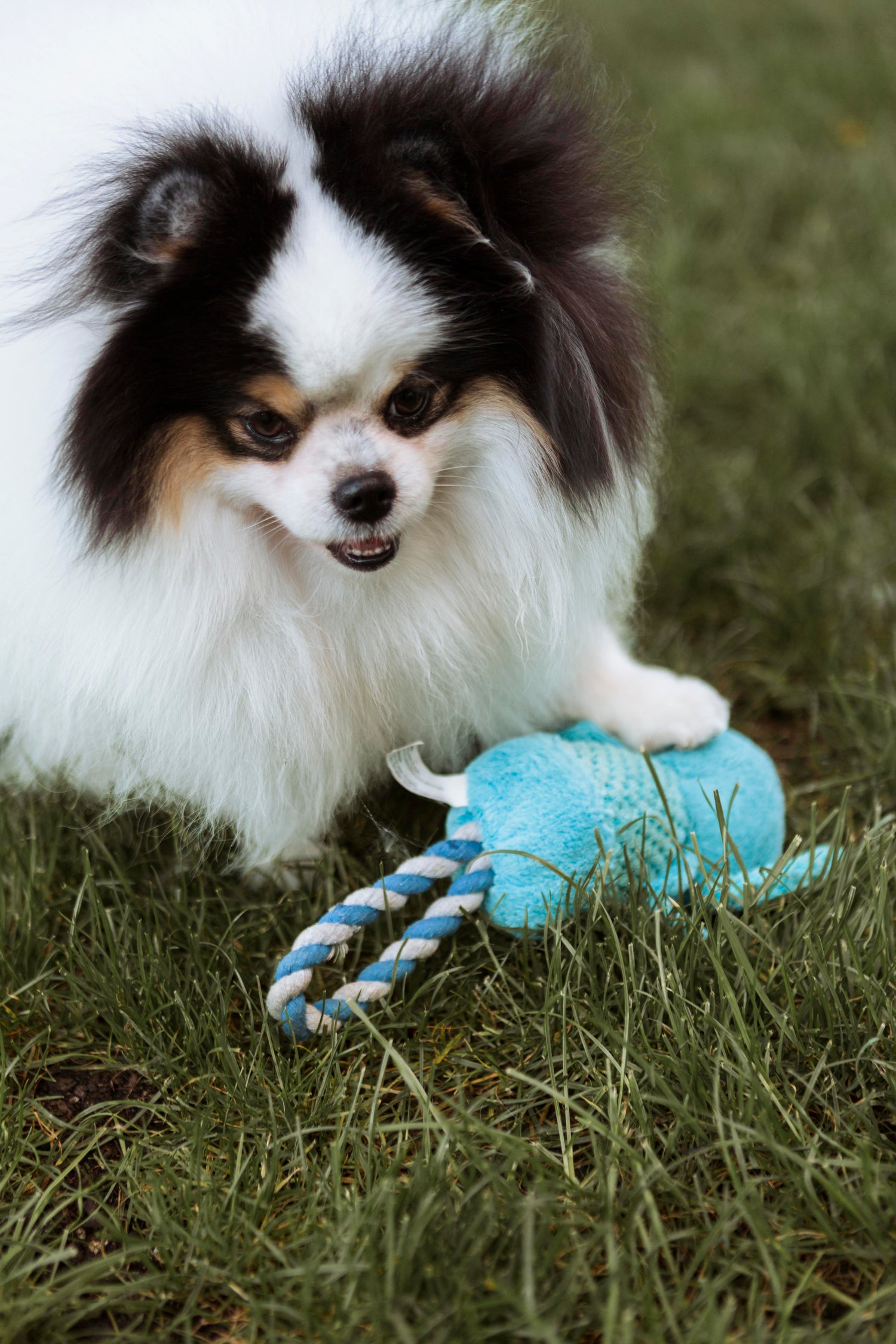 Toys & Play