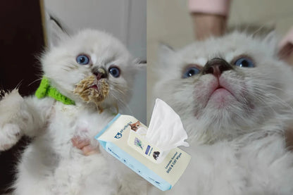 Pet grooming wipes near two white kittens with a blue-labeled wipe pack