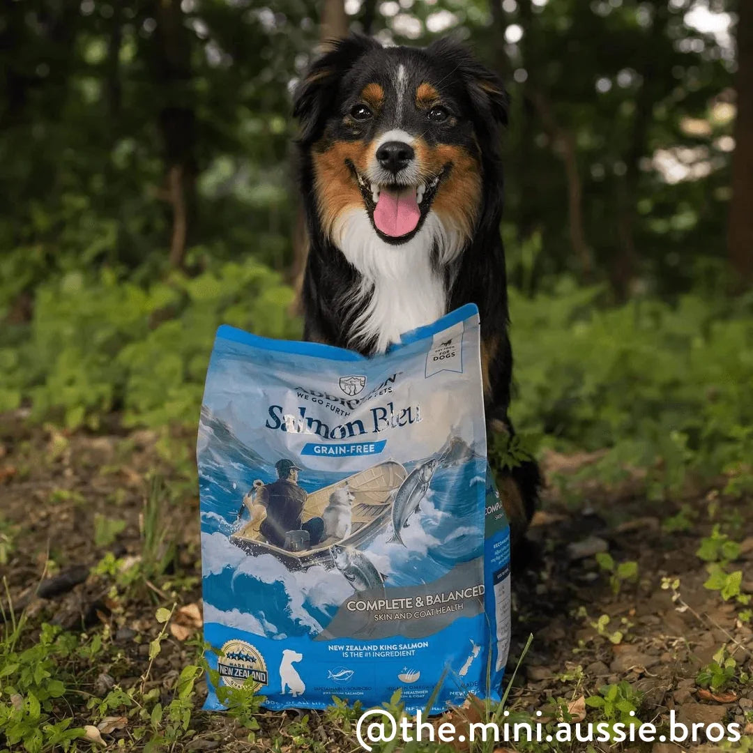 Happy dog with grain-free salmon dog food bag in forest setting