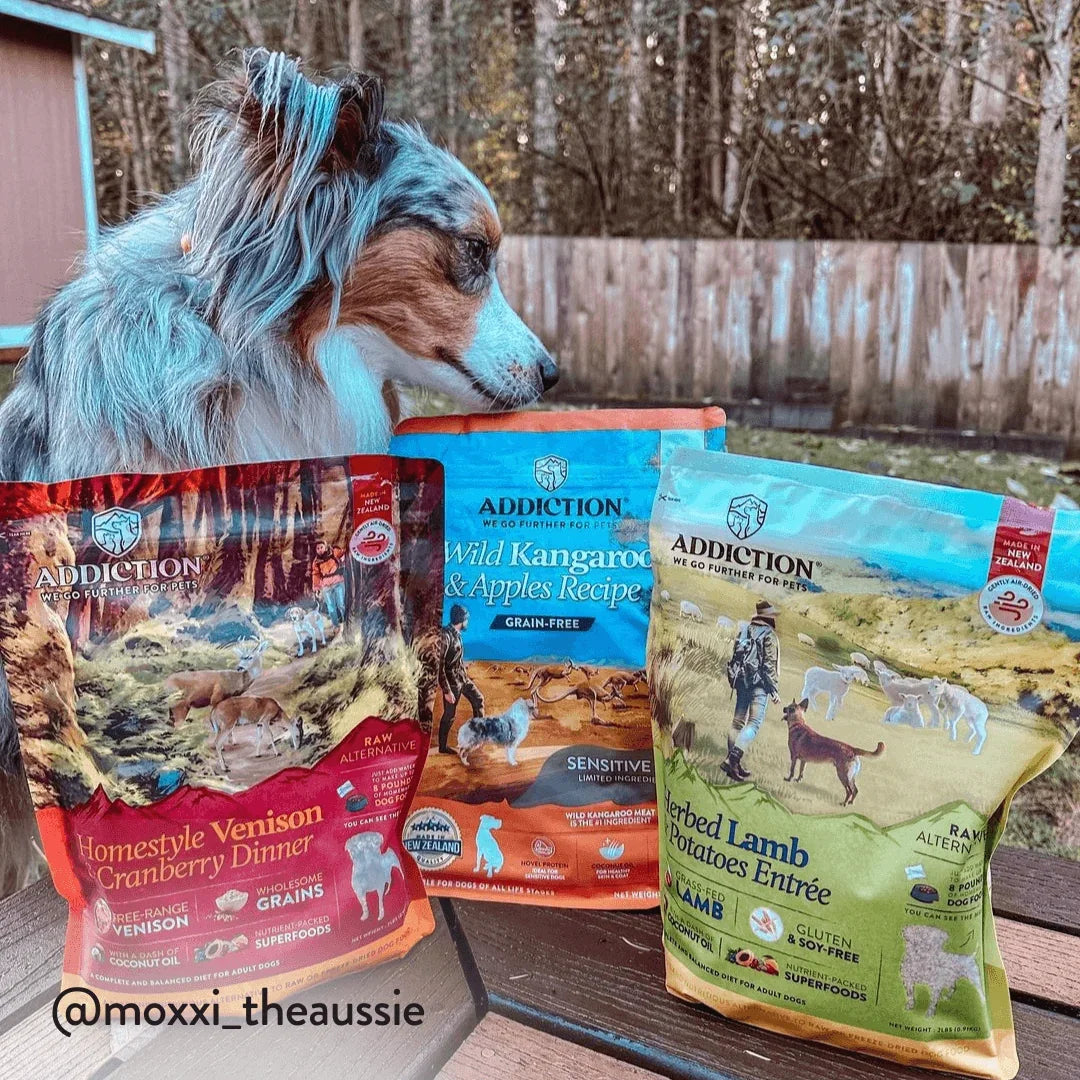 Blue merle Aussie beside Addiction dog food bags: Venison, Kangaroo, Lamb recipes for healthy pets