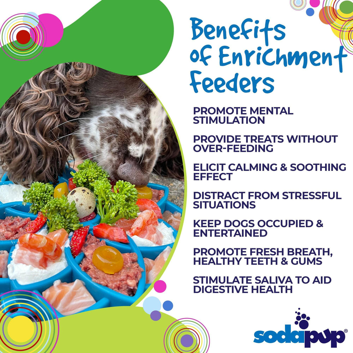 Black-and-white dog eating from a colorful enrichment feeder tray
