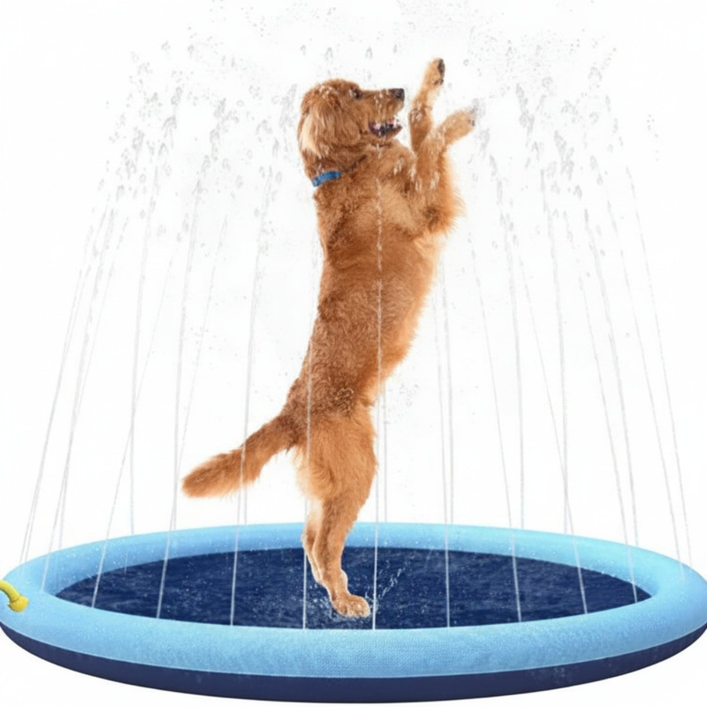 Pet swimming pool with blue rim and dark mesh base, dog standing in water