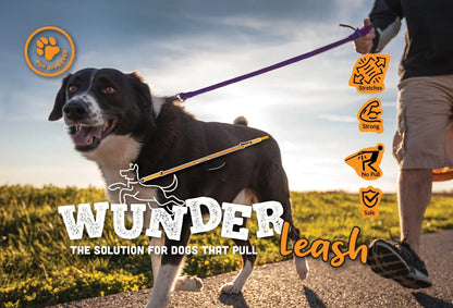 Dog wearing purple WUNDERleash no-pull leash as a person holds the lead.