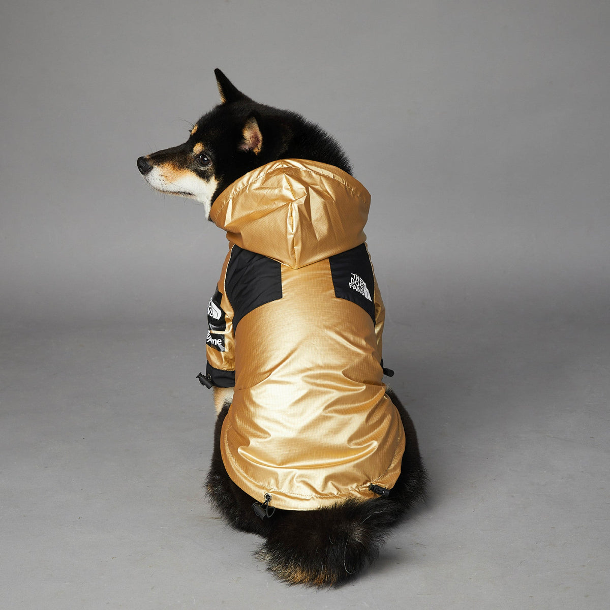 Gold dog raincoat jacket with black hood and back padding, logo patch