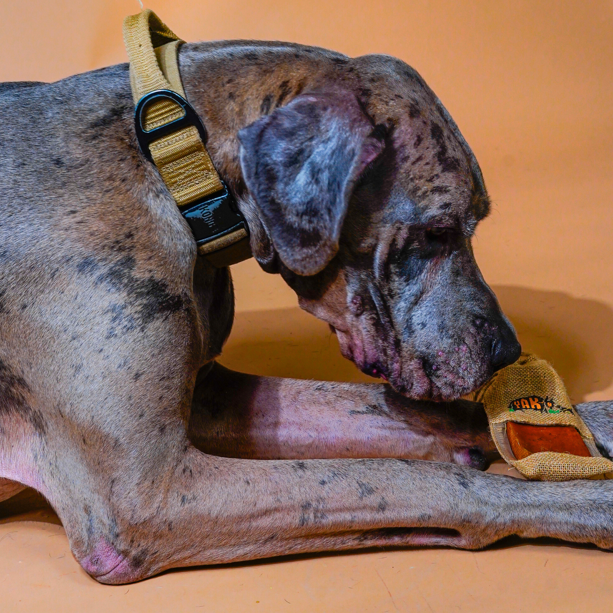 Dog holding a yak milk cheese chew pouch in its mouth