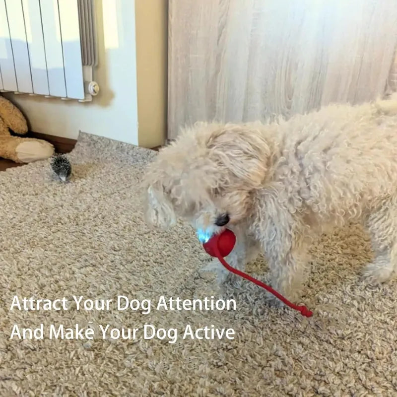 Automatic rolling pet ball with red ball and cord, used with a small dog