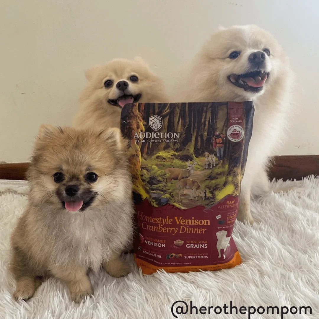 Three happy Pomeranians with Addiction Homestyle Venison Cranberry Dinner dog food on fluffy white rug