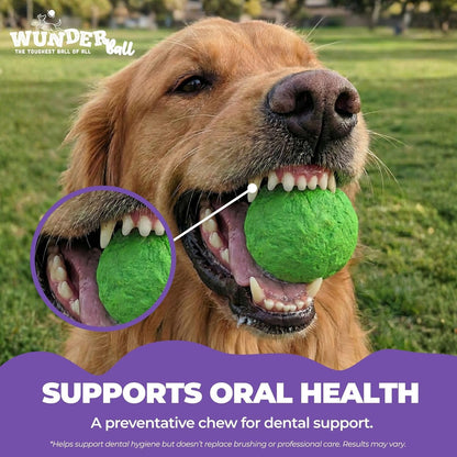 Dog with a green plush fetch toy ball in its mouth