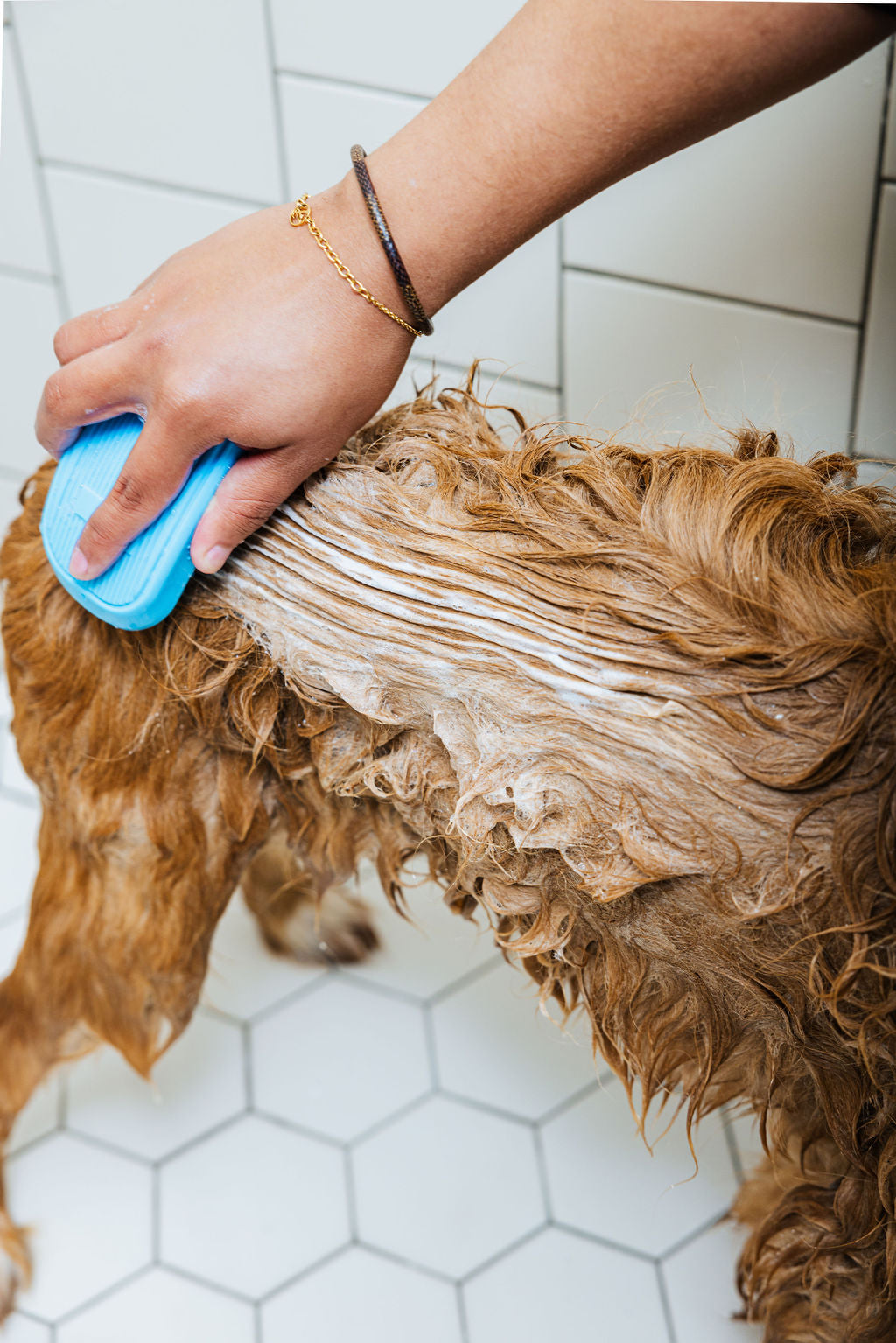 Dog shampoo and conditioner duo used on a brown curly coat with blue brush