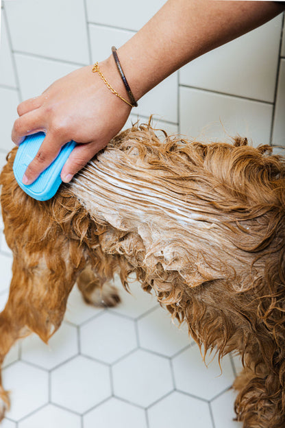 Dog shampoo and conditioner duo used on a brown curly coat with blue brush