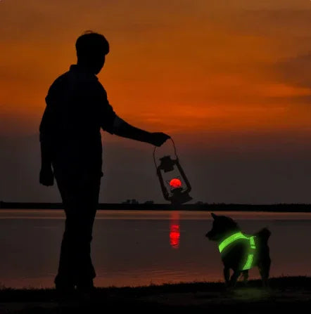 Dog wearing green LED harness with glowing light panel and adjustable straps