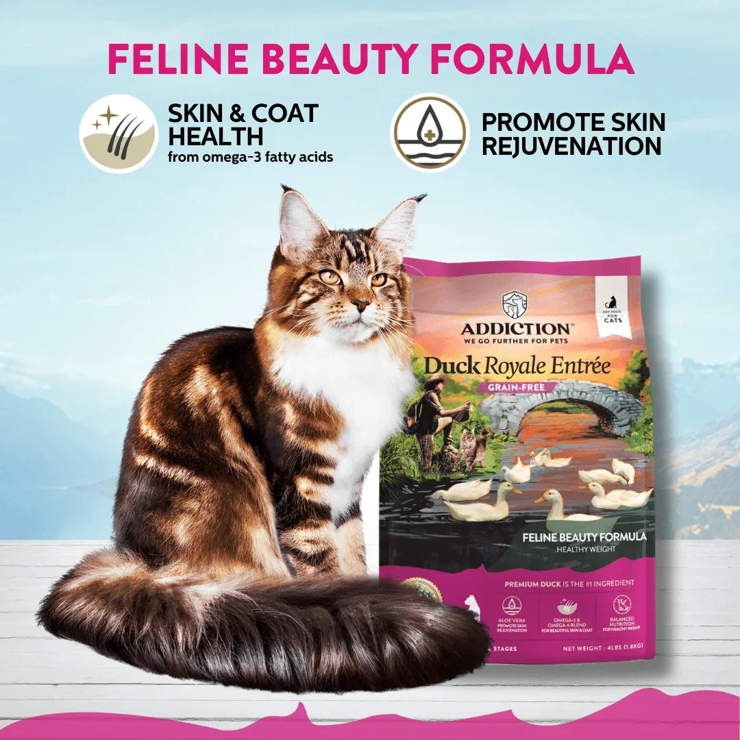 Fluffy cat beside Addiction Duck Royale Entrée bag, promoting skin health and beauty formula for cats.