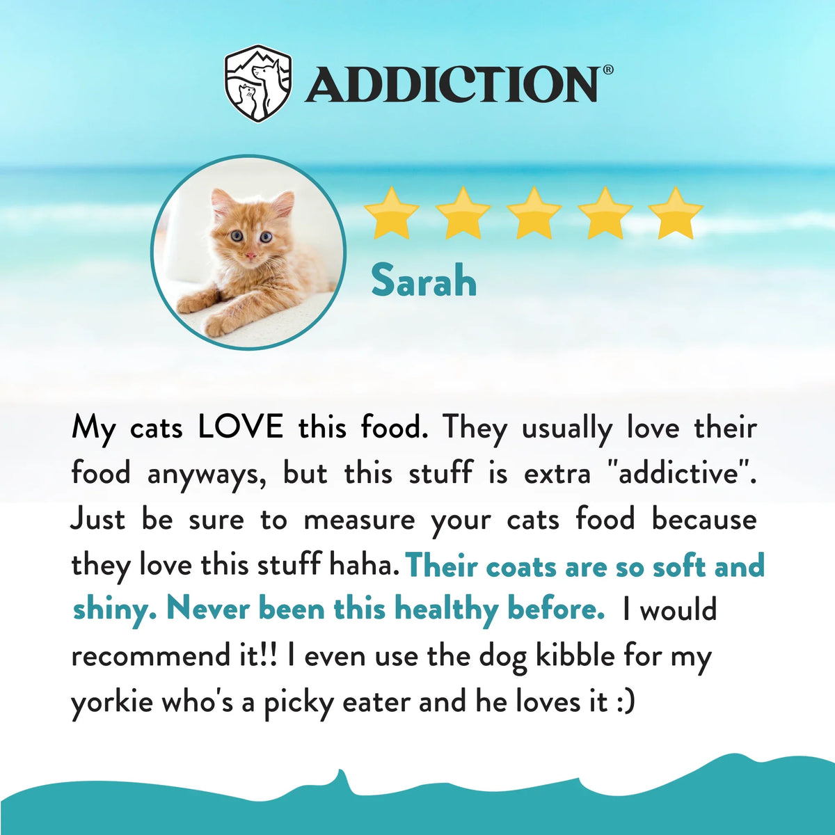 Dry cat food customer review with rating stars and cat photo; Sarah recommends the food