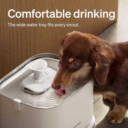 White pet water fountain with wide tray; dog drinking at the water spout.