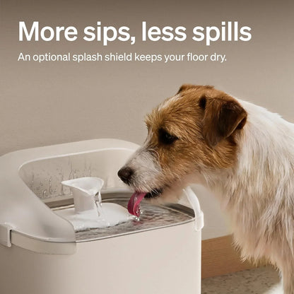 White automatic pet water fountain with splash guard; dog drinking from the tray.