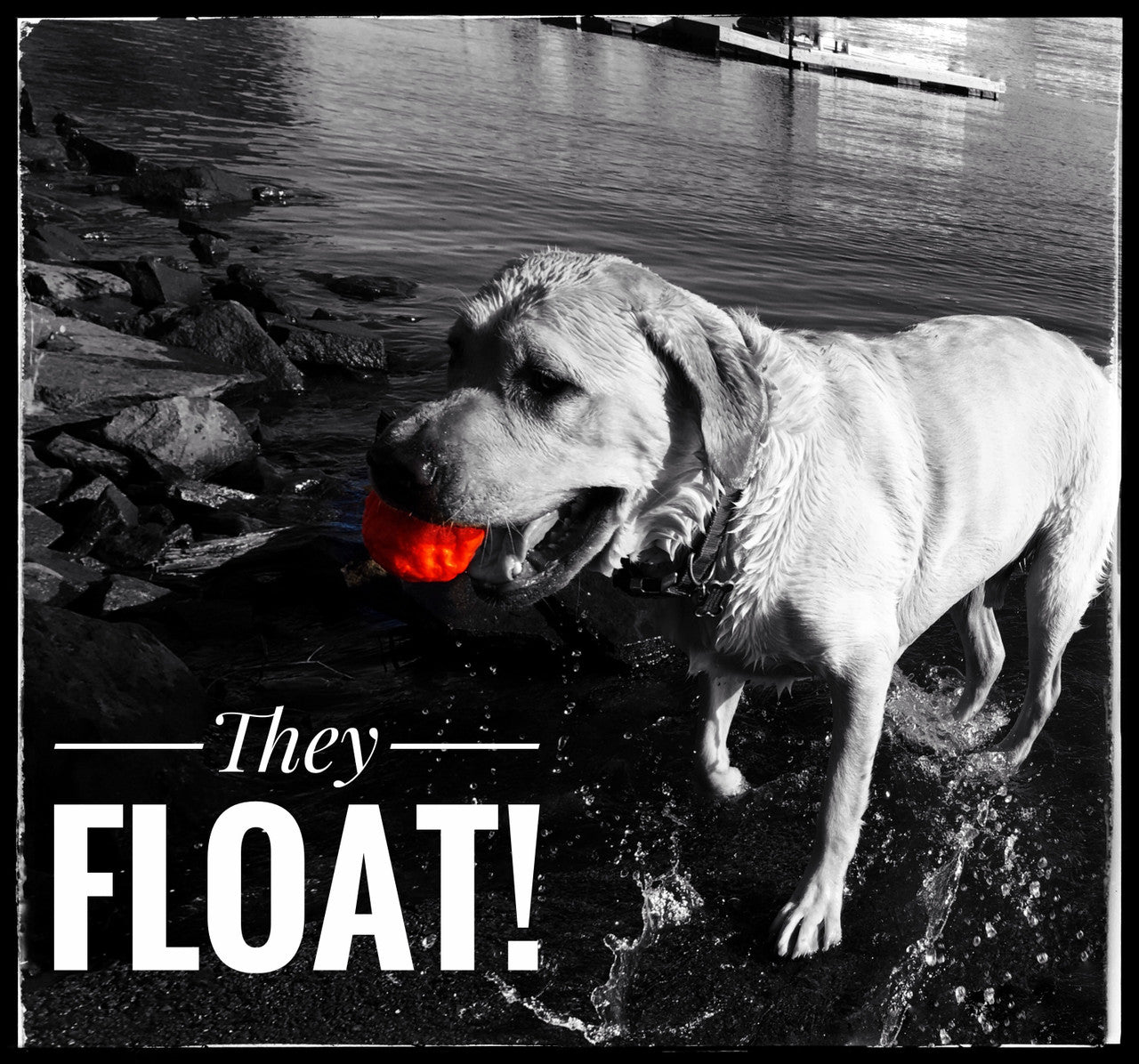 Dog holding a red/orange fetch toy ball near a shoreline