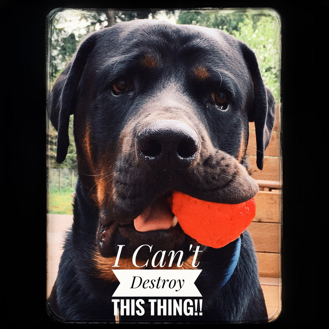 Black-and-tan dog holding an orange textured fetch ball