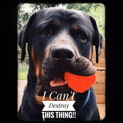 Black-and-tan dog holding an orange textured fetch ball