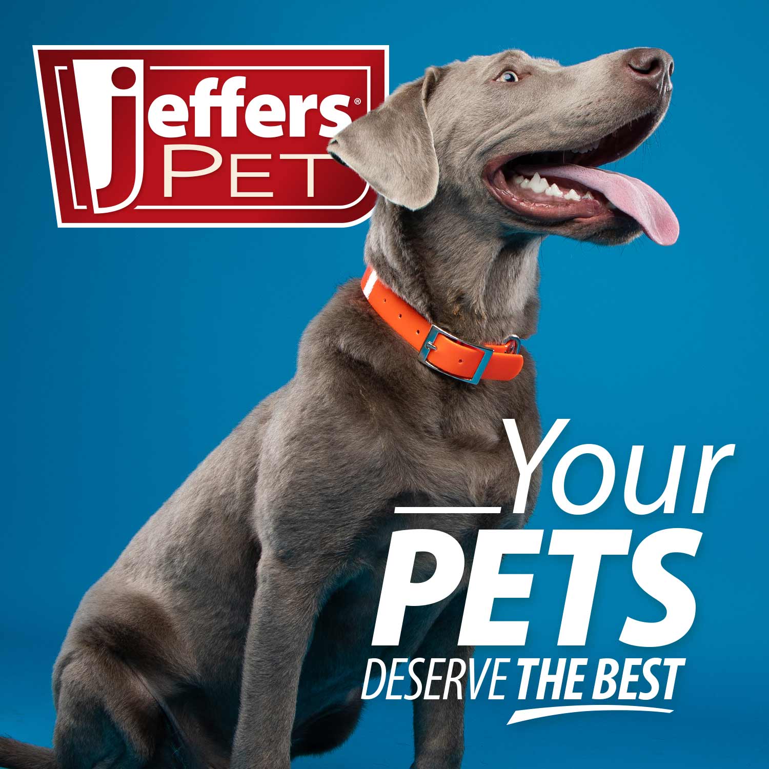 Jeffers PETS promotional banner with a gray dog wearing an orange collar
