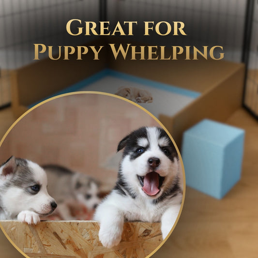 Puppy pee pads with blue pad in a pet area and puppies shown