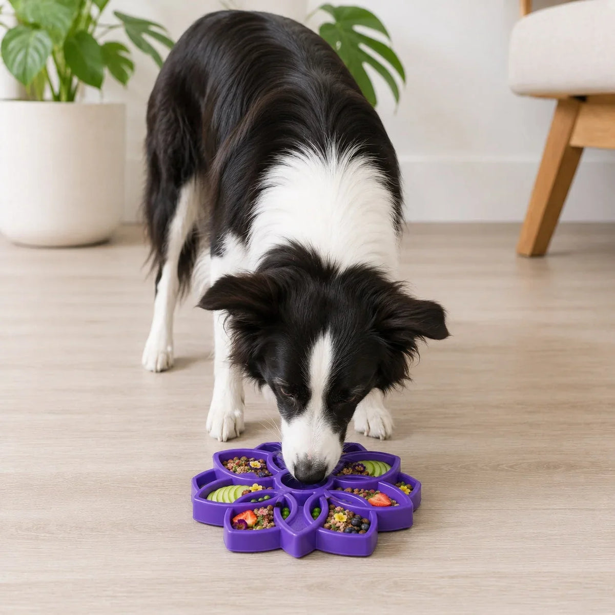 Black-and-white dog eating from a purple Mandala slow feeder dog bowl