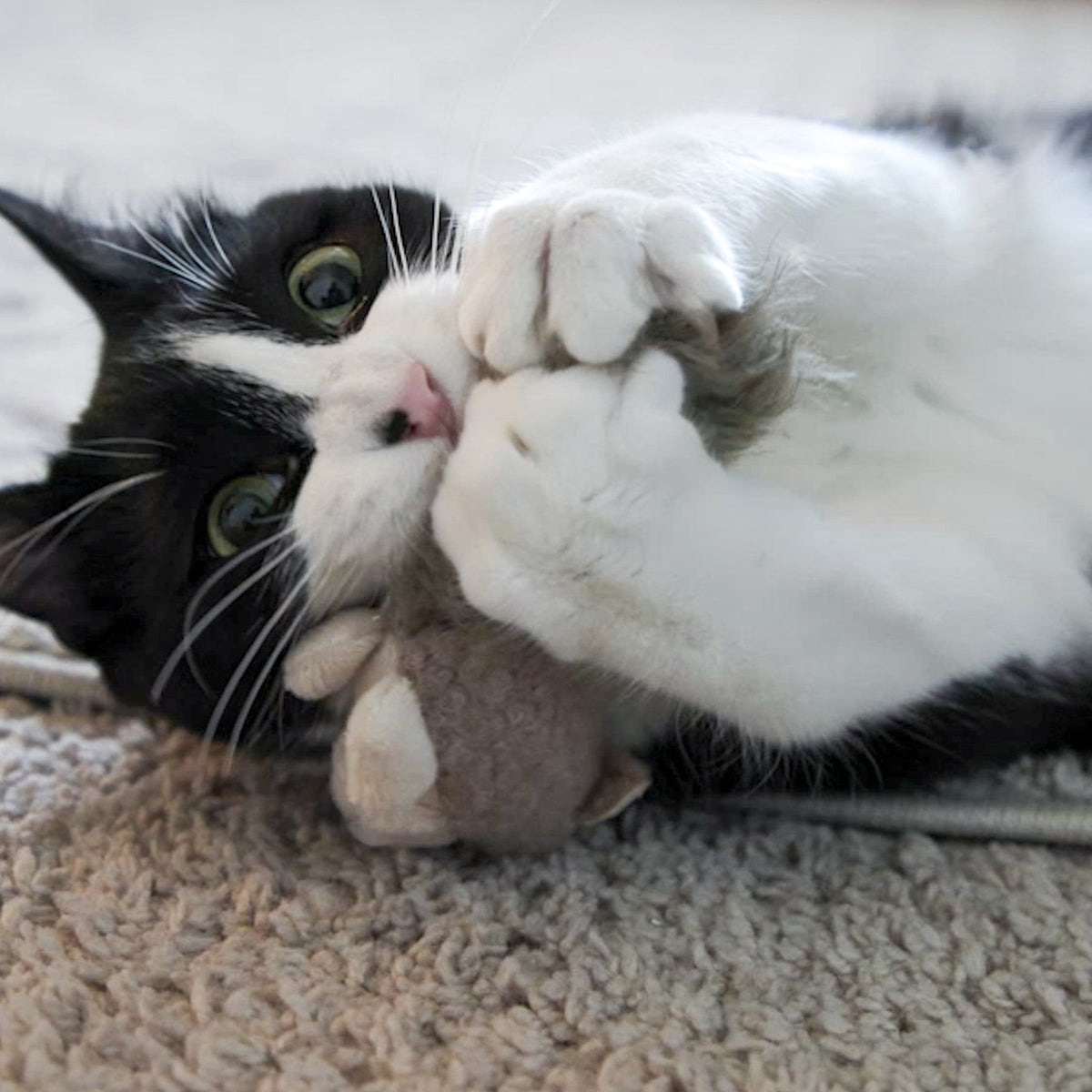 Plush brown squirrel cat toy nestled in a cat’s paws on carpet