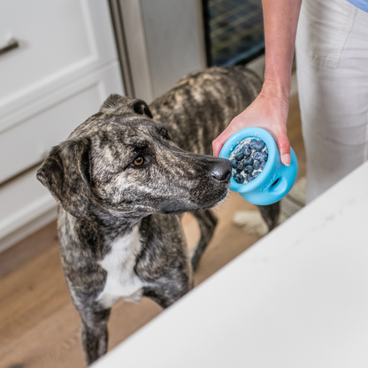 Gray dog licking a blue silicone dog treat toy bowl held by a person