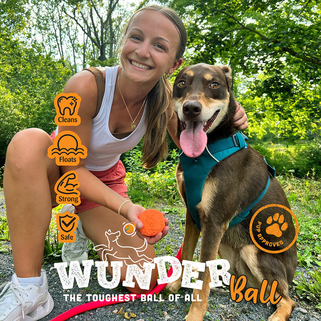 Dog holding an orange plush fetch toy ball outdoors with owner