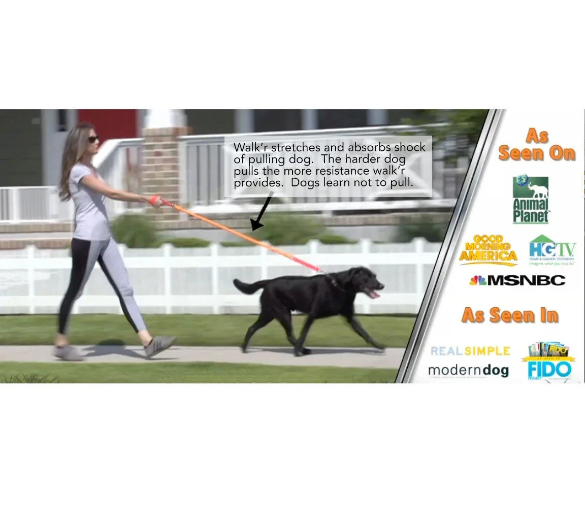 No-pull dog leash on dog with stretch shock-absorbing section, orange