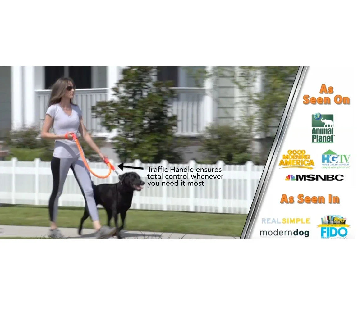 No-pull dog leash with traffic handle, orange lead and strap, shown on black dog