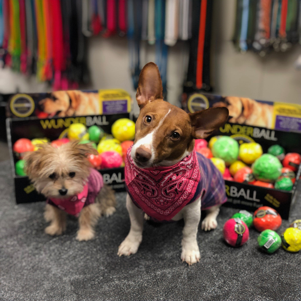 Small dog holding a colorful textured fetch ball with other balls nearby