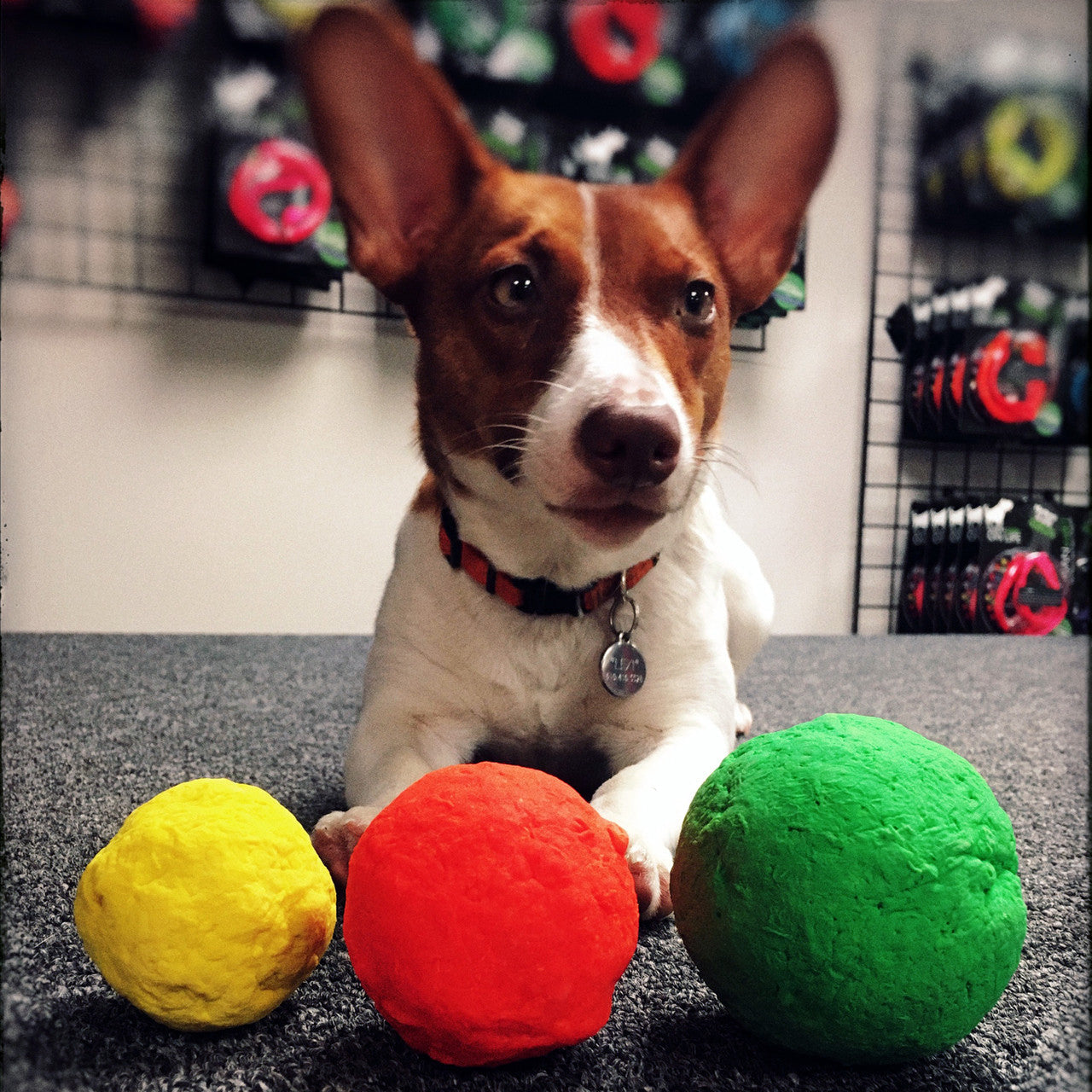 Dog with three textured fetch balls: yellow, orange, and green