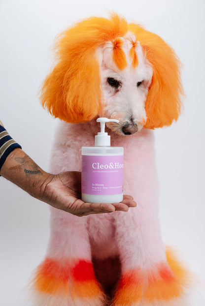 Dog shampoo and conditioner duo pump bottle beside a white-and-orange poodle
