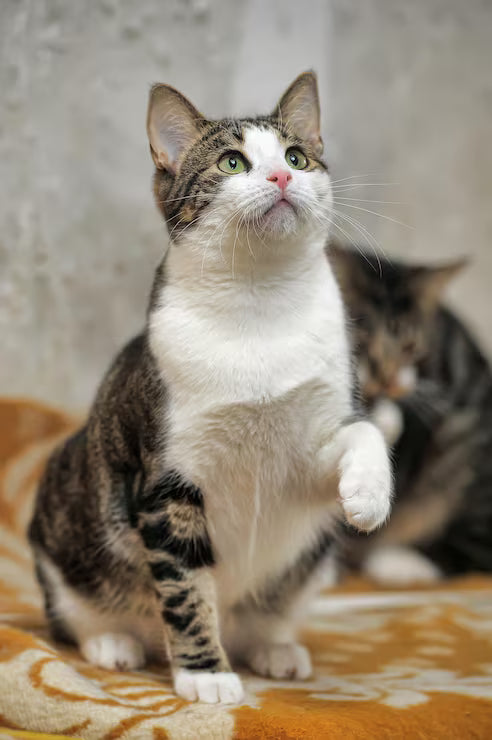 For Cats