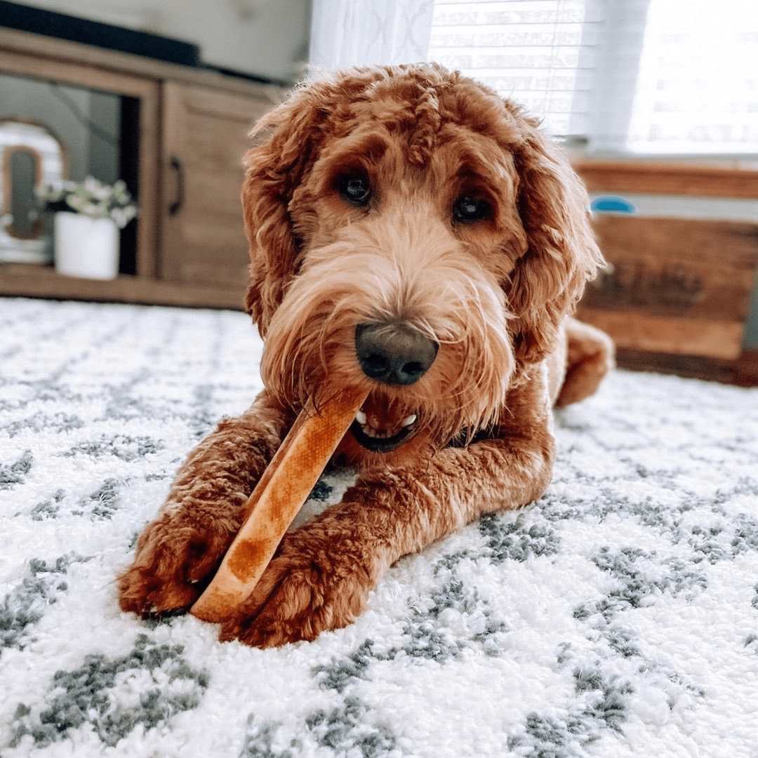 Dog chewing a brown yak milk cheese chew on a carpet