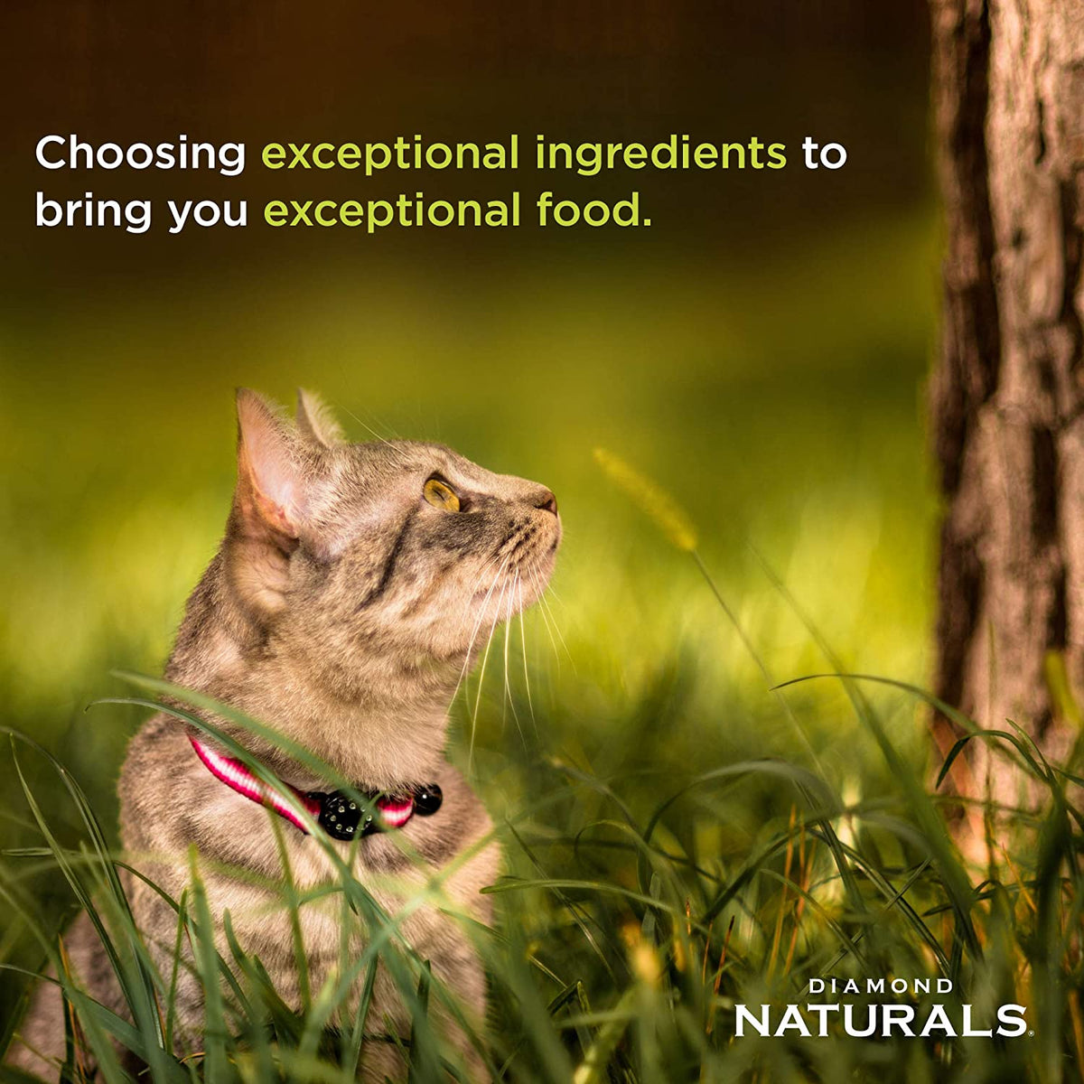 Cat food promotional image featuring a gray tabby cat in green grass