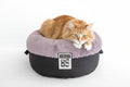 orange cat sitting in a gray and black donut bed on a white background