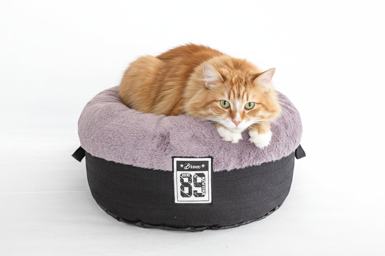 orange cat sitting in a gray and black donut bed on a white background