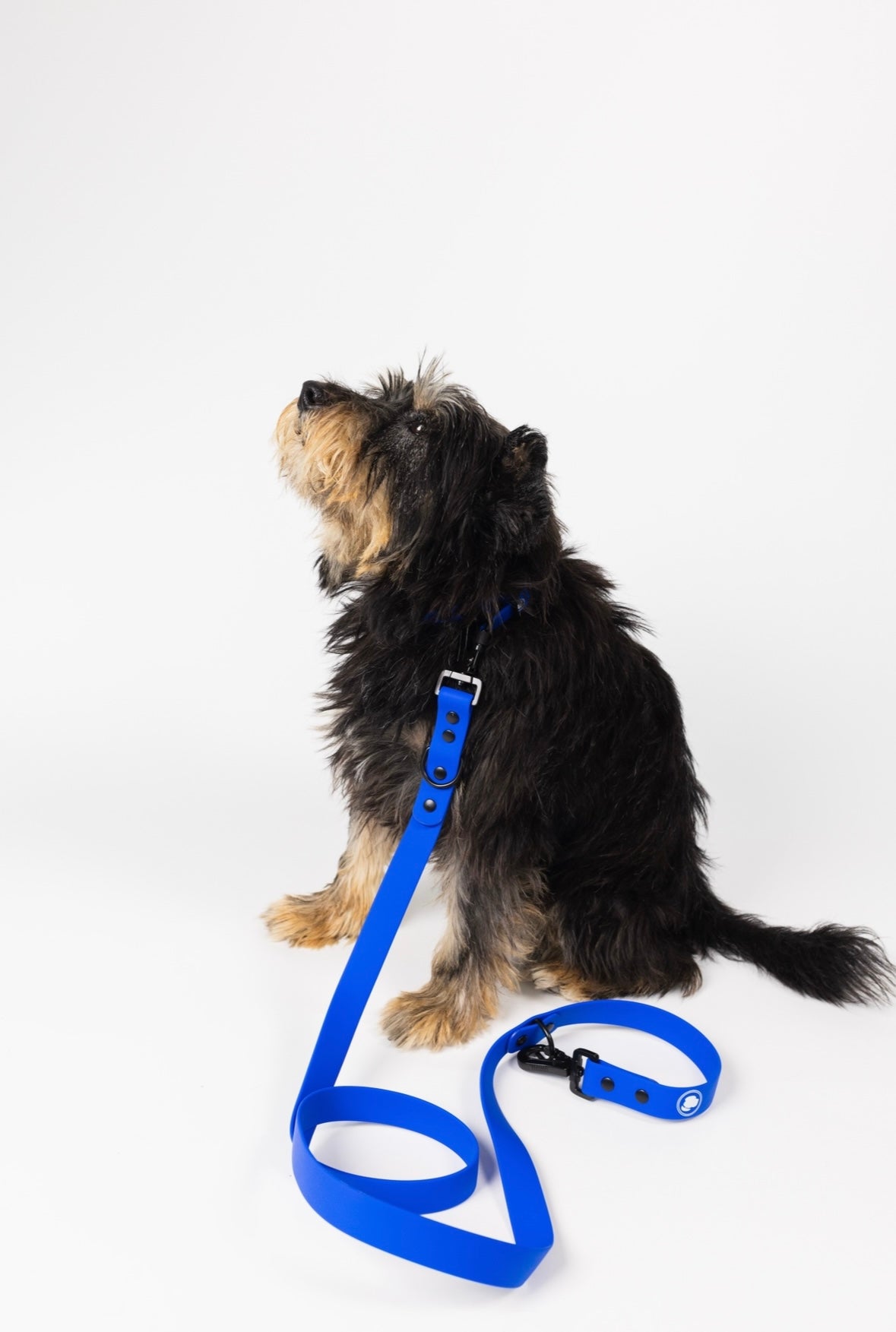 Royal blue dog leash with matching collar on a small black-and-tan dog