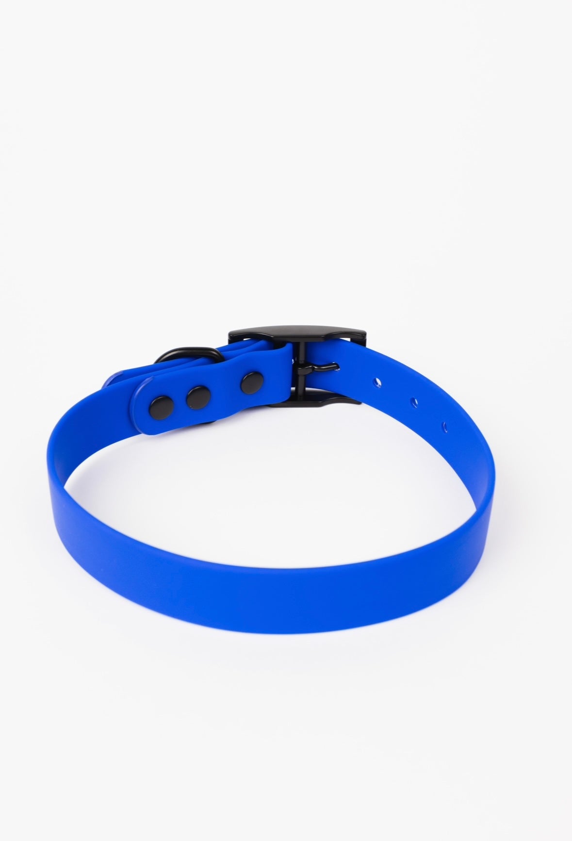 Royal blue dog collar with adjustment holes and underside hardware