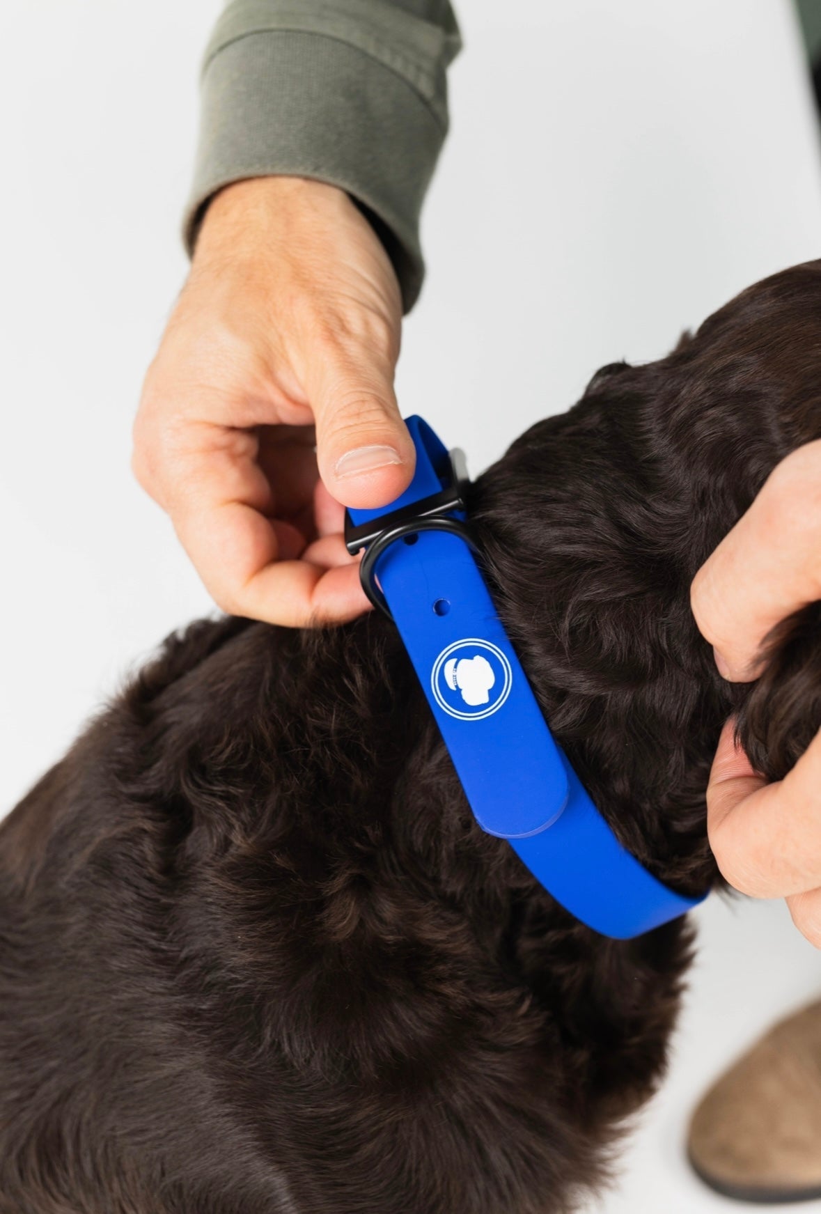 Royal blue dog collar being fastened on a dark fur dog with hands