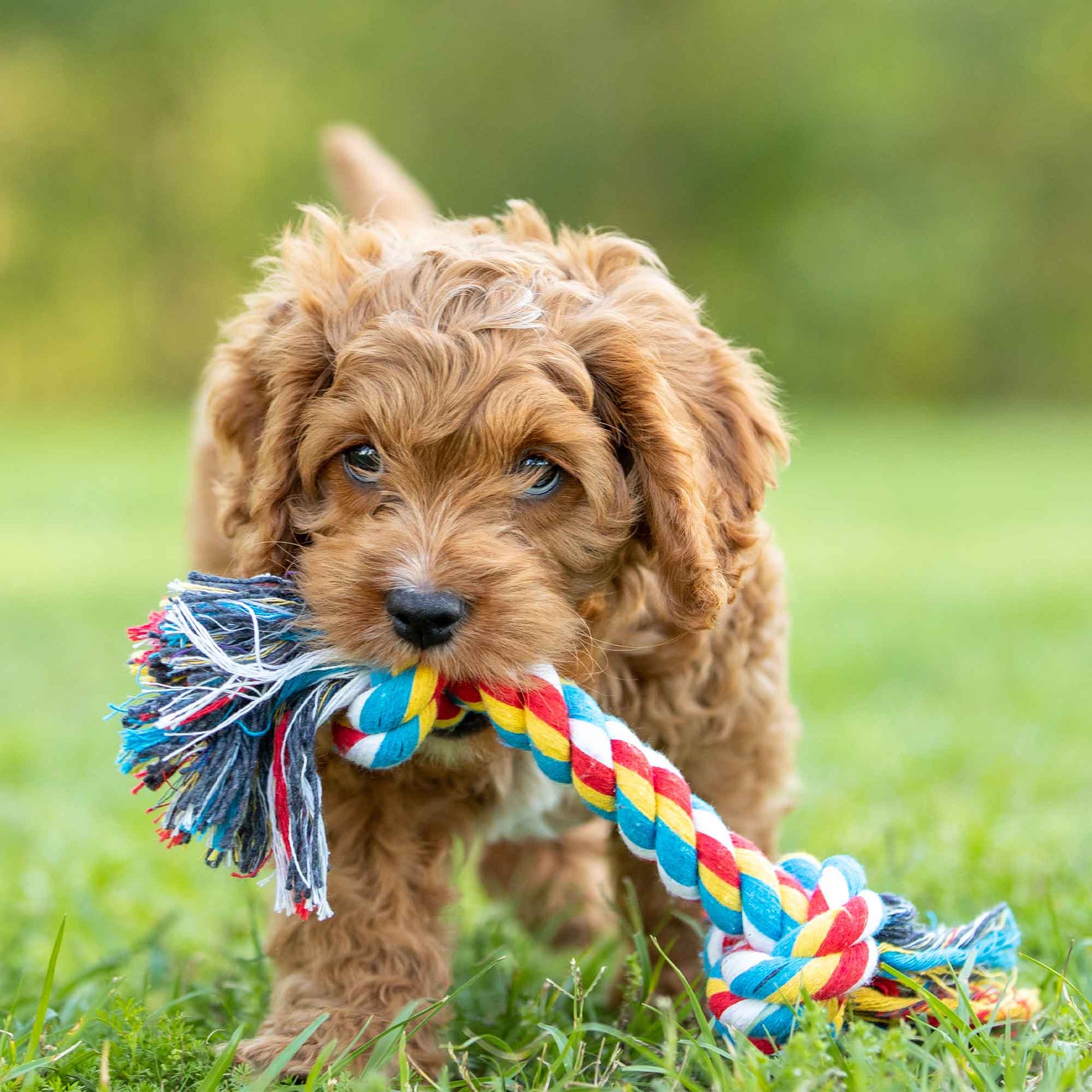 Puppy holding a multicolor braided rope tug toy with fringed ends